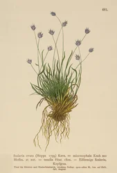 Sesleria (Sesleria ovata, Sesleria microcephala, Sesleria tenella, Psilathera ovata)